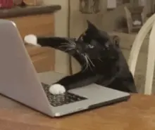 funny cat working hard